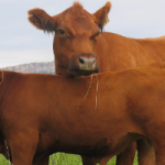 Red Angus Cow & Calf