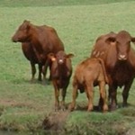 Santa Gertrudis Cows & Calves