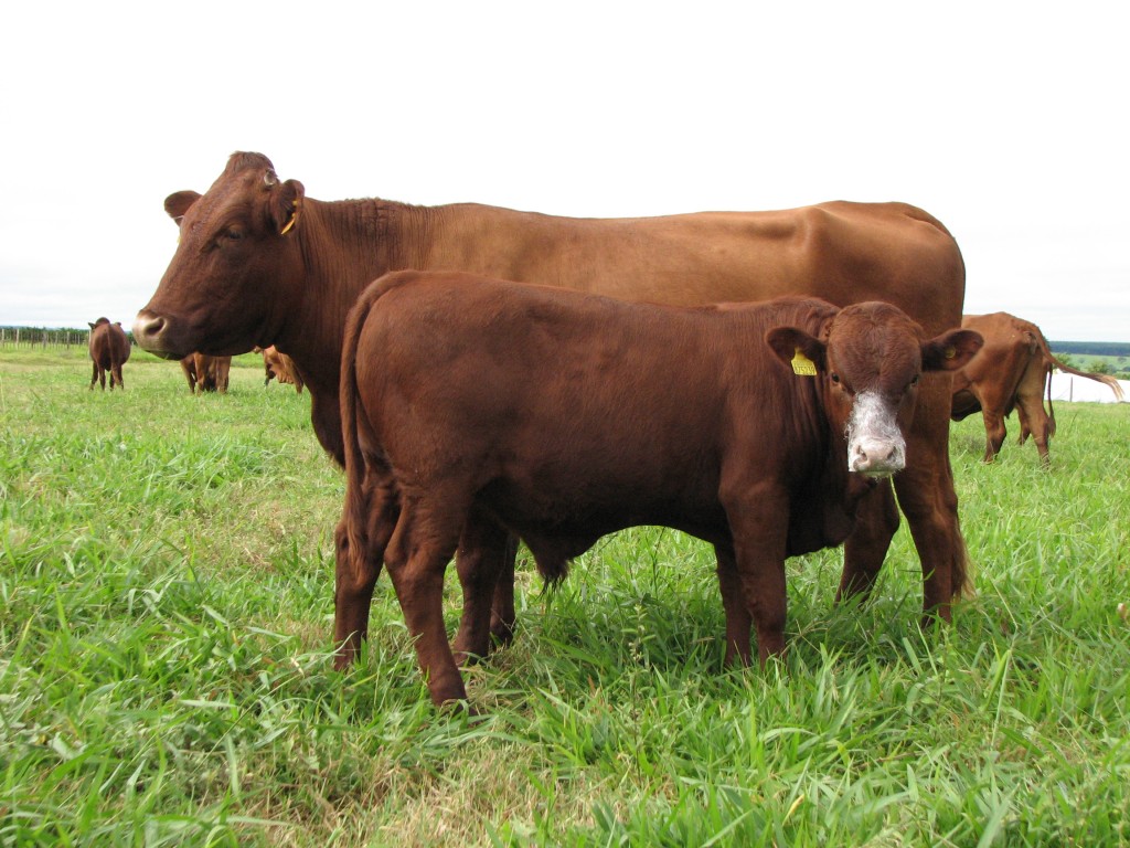 Bonsmara Cow & Calf